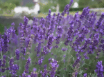 lavendula-angustifolia-hidcote-blue-lavendel-winterharte-staude-medium.gif